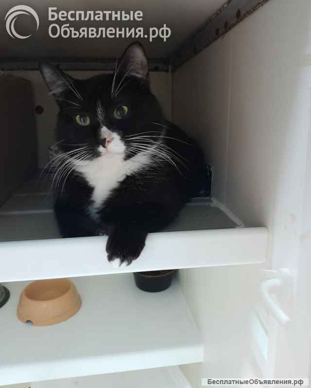 Пончик ищет дом