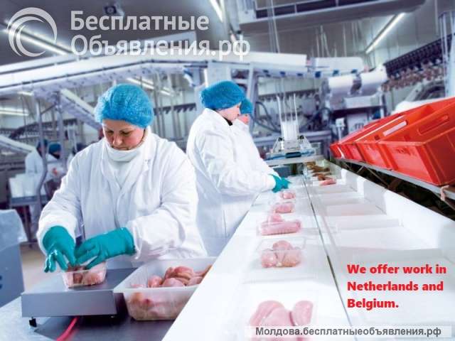 Работа в Нидерландах