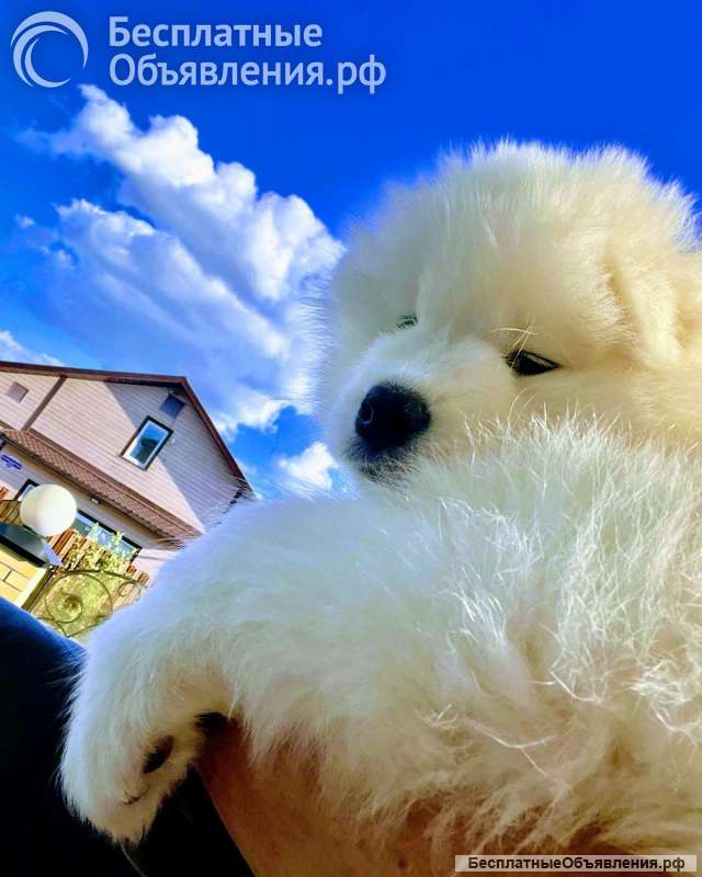 Щенки самоеда РКФ от Чемпионов России