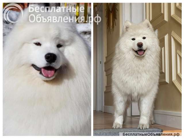 Щенки самоеда РКФ от Чемпионов России