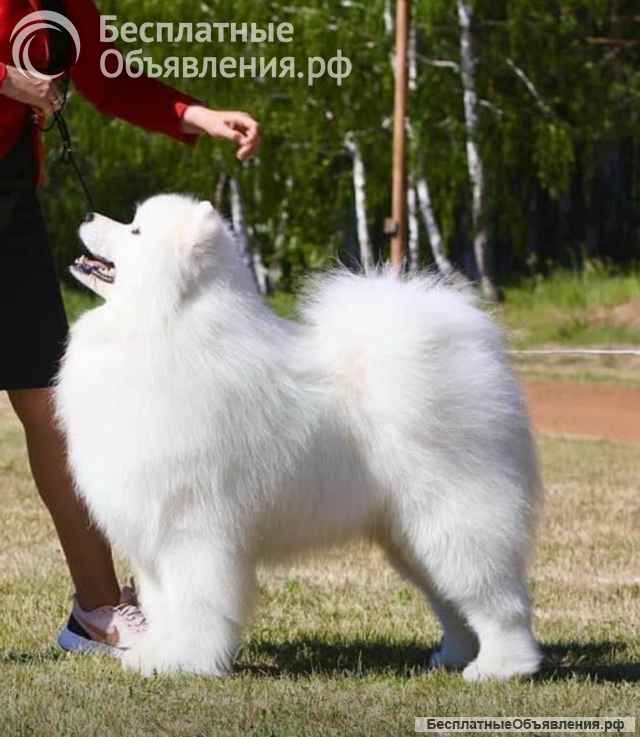 Щенки самоеда РКФ от Чемпионов России