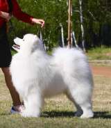 Щенки самоеда РКФ от Чемпионов России