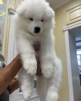 Щенки самоеда РКФ от Чемпионов России