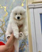 Щенки самоеда РКФ от Чемпионов России