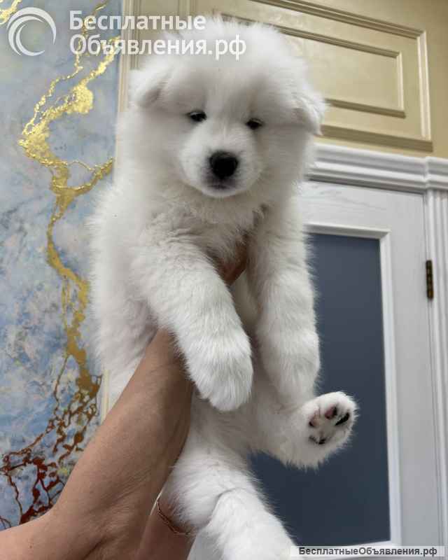 Щенки самоеда РКФ от Чемпионов России