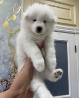 Щенки самоеда РКФ от Чемпионов России