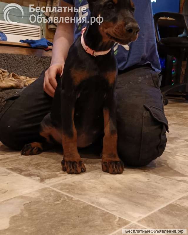 Щенки добермана