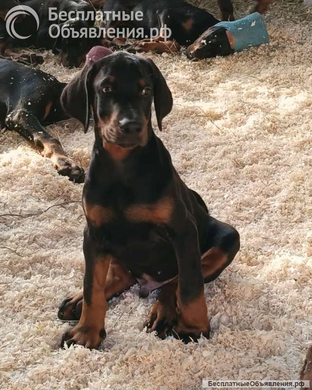 Щенки добермана