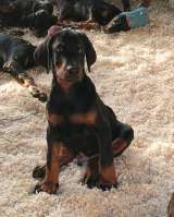 Щенки добермана