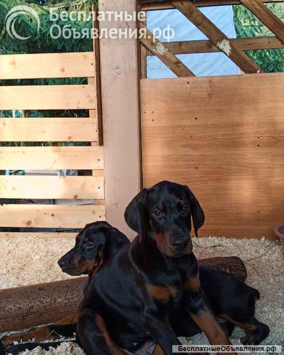 Щенки добермана