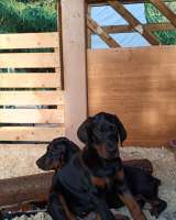 Щенки добермана