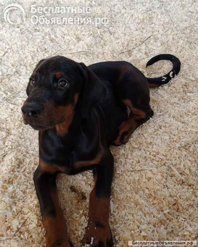 Щенки добермана