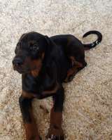 Щенки добермана