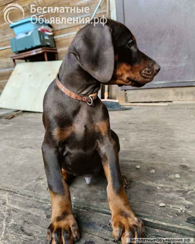 Щенки добермана