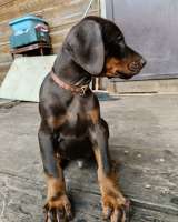 Щенки добермана