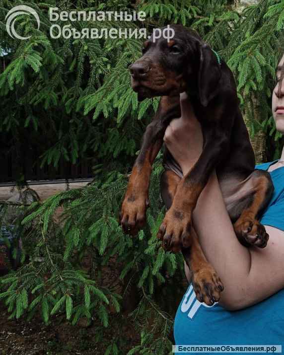 Щенки добермана