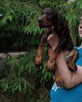 Щенки добермана