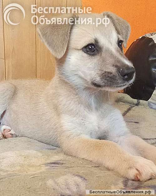 Маленькое облачко Бэлла, ласковый щеночек в добрые руки