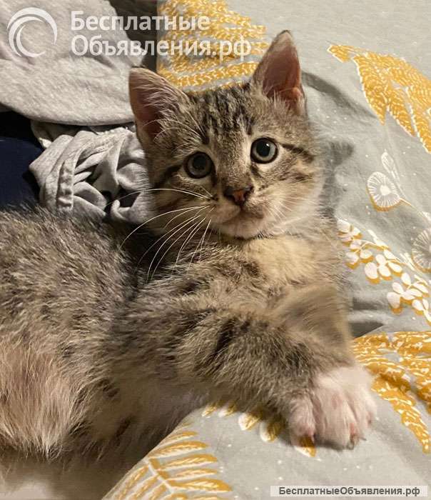 Ищет дом ласковый котенок Кай