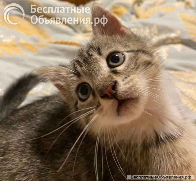 Ищет дом ласковый котенок Кай