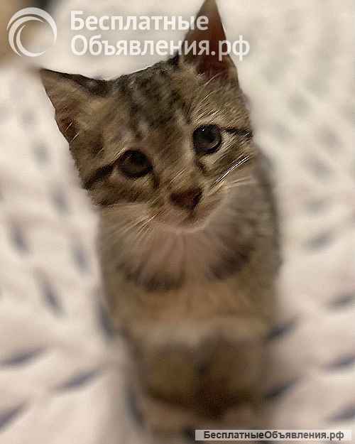 Ищет дом ласковый котенок Кай
