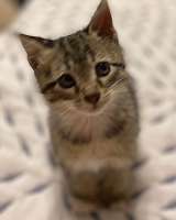 Ищет дом ласковый котенок Кай