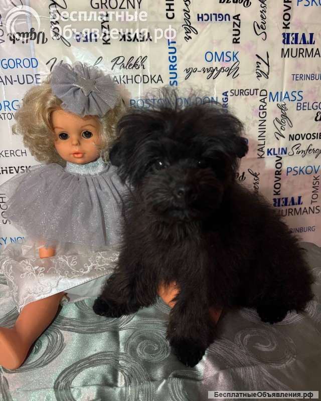 Мальтипу f1 - мальчик