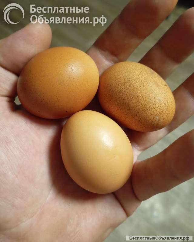 Куры несушки