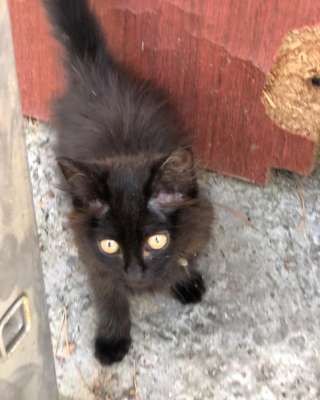 Котенок с доставкой