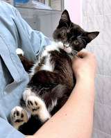 Ласковый котёнок Муся ищет дом