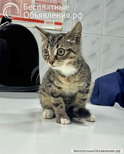Ищет дом очаровательный тигровый котёнок Маня