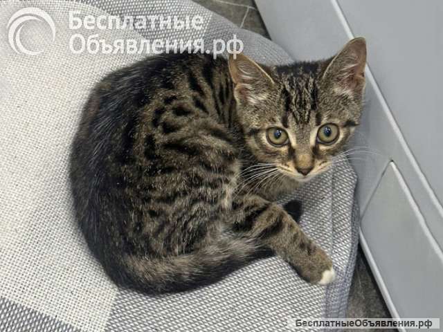 Ищет дом очаровательный тигровый котёнок Маня