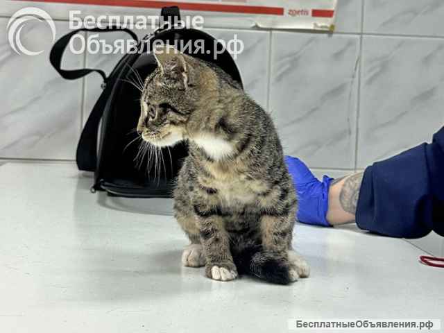 Ищет дом очаровательный тигровый котёнок Маня