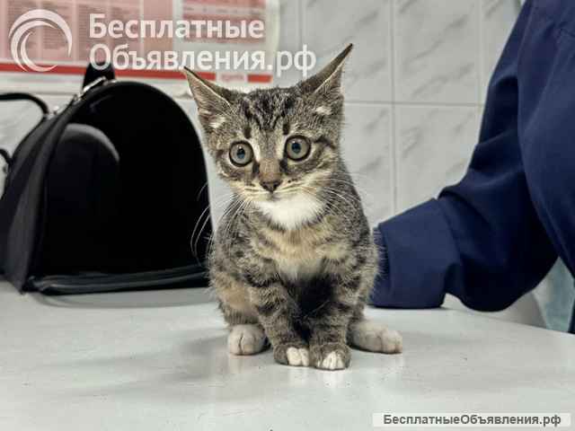 Ищет дом очаровательный тигровый котёнок Маня