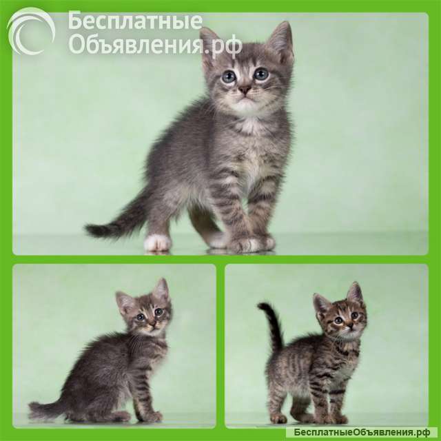 Котята-тигрята в поисках дома