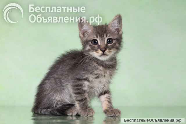 Котята-тигрята в поисках дома