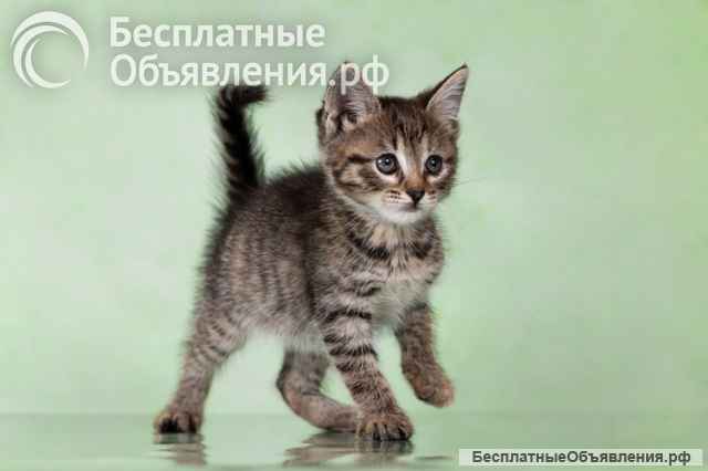 Котята-тигрята в поисках дома