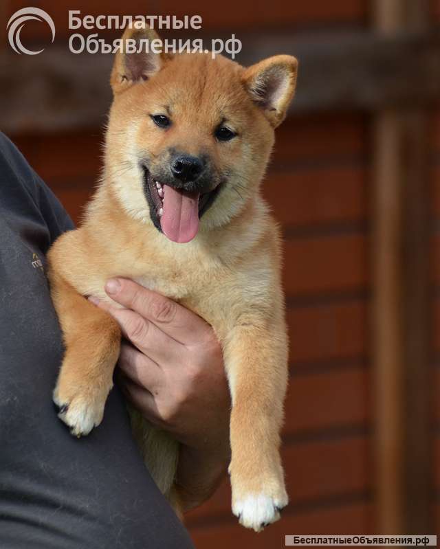 Сиба ину щенки девочка с полным пакетом документов РКФ