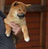 Сиба ину щенки девочка с полным пакетом документов РКФ