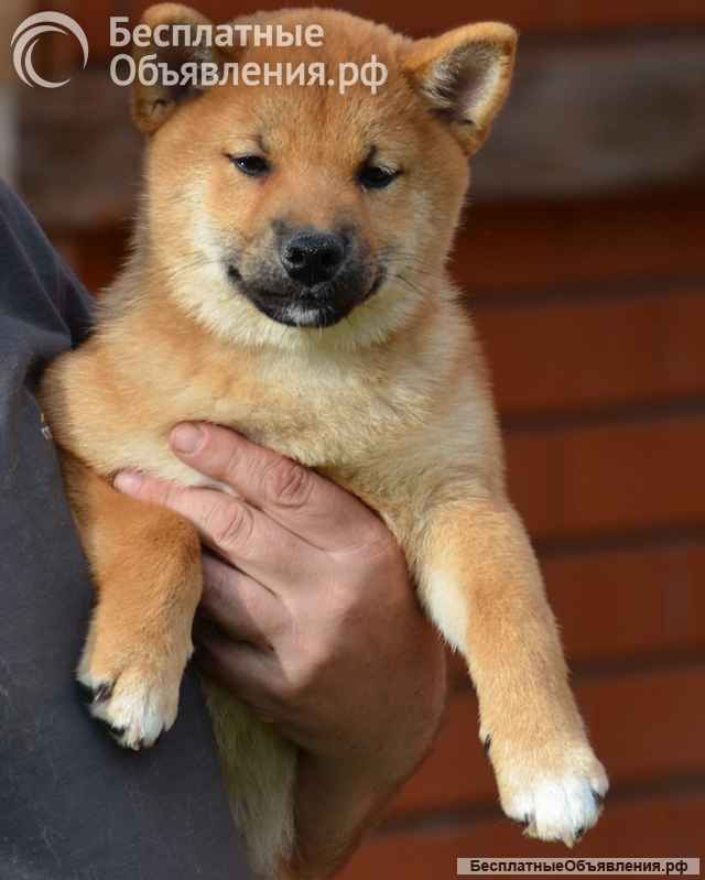 Сиба ину щенки девочка с полным пакетом документов РКФ