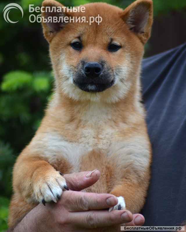 Сиба ину щенки девочка с полным пакетом документов РКФ