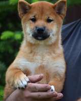 Сиба ину щенки девочка с полным пакетом документов РКФ