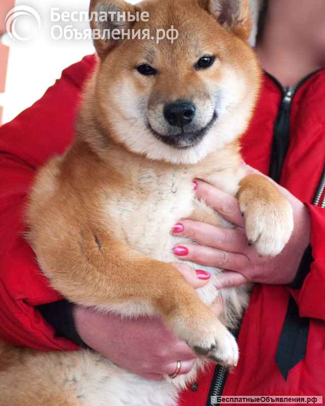 Сиба ину щенки девочка с полным пакетом документов РКФ