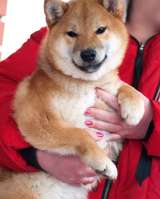 Сиба ину щенки девочка с полным пакетом документов РКФ