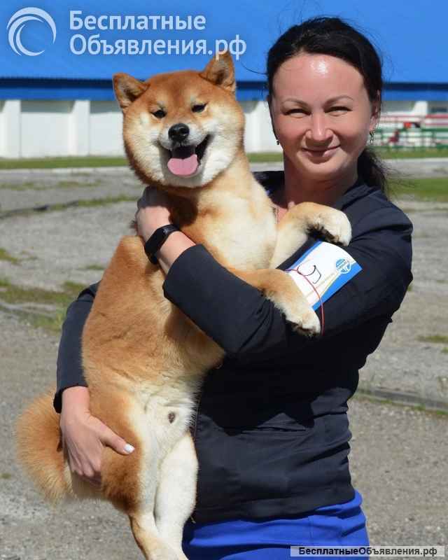 Сиба ину щенки девочка с полным пакетом документов РКФ