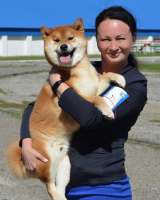 Сиба ину щенки девочка с полным пакетом документов РКФ