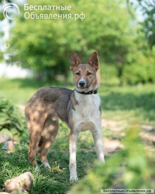 Айк. Трусливый заяц в поисках дома