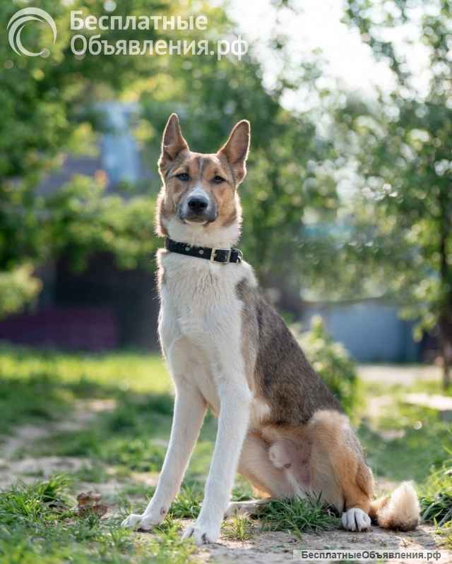 Айк. Трусливый заяц в поисках дома