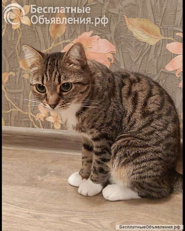 Кошка Сима с зелёными глазами в добрые руки