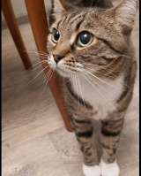 Кошка Сима с зелёными глазами в добрые руки